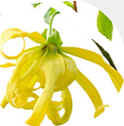 リビドー　ベリーロゼのイランイラン花油
アフリエイト広告を利用してます。