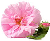 リビドー　ベリーロゼのダマスクバラ花油
アフリエイト広告を利用してます。