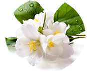 リビドー　ベリーロゼのジャスミン油
アフリエイト広告を利用してます。